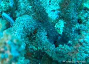 Malendure - îlet Pigeon